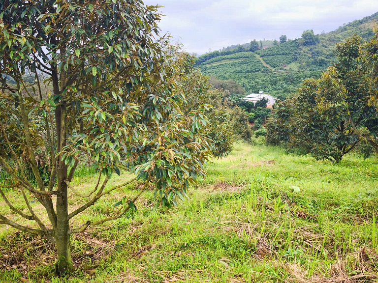 SIÊU PHẨM 15HA VIEW ĐẸP HIẾM – FULL CÂY TRÁI + CAFE – LÀM FARM STAY CỰC ĐỈNH.