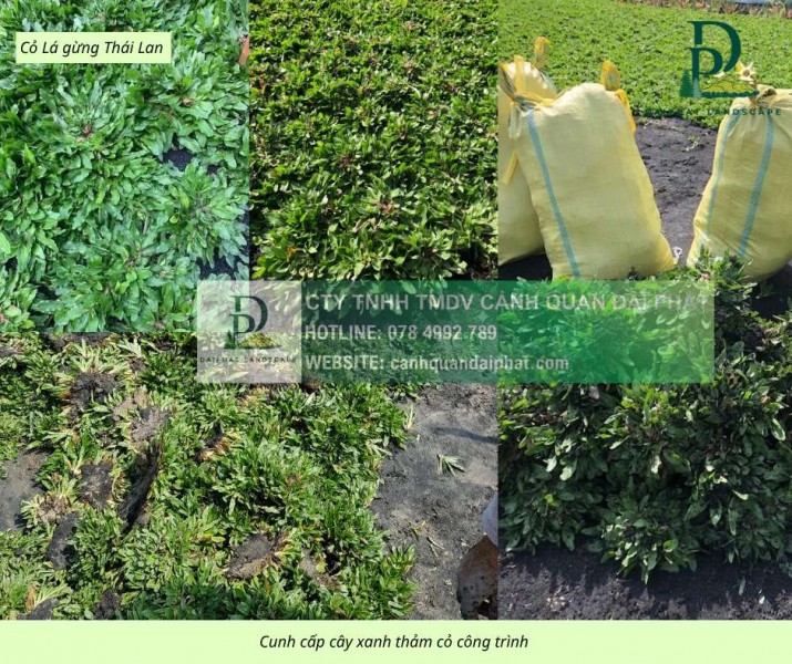 Cung cấp cỏ nhung Nhật - Cỏ lá gừng KCN Đồng Nai