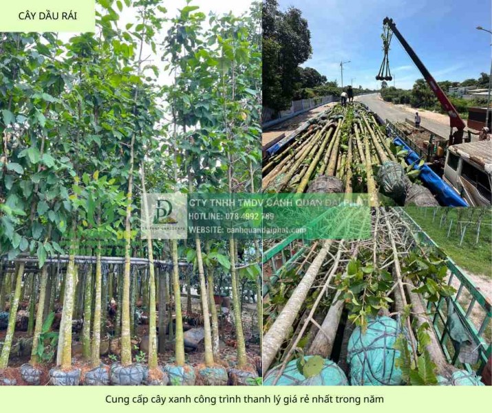 Cung cấp Cây giáng hương - Cây bàng Đài loan công trình Đồng Nai