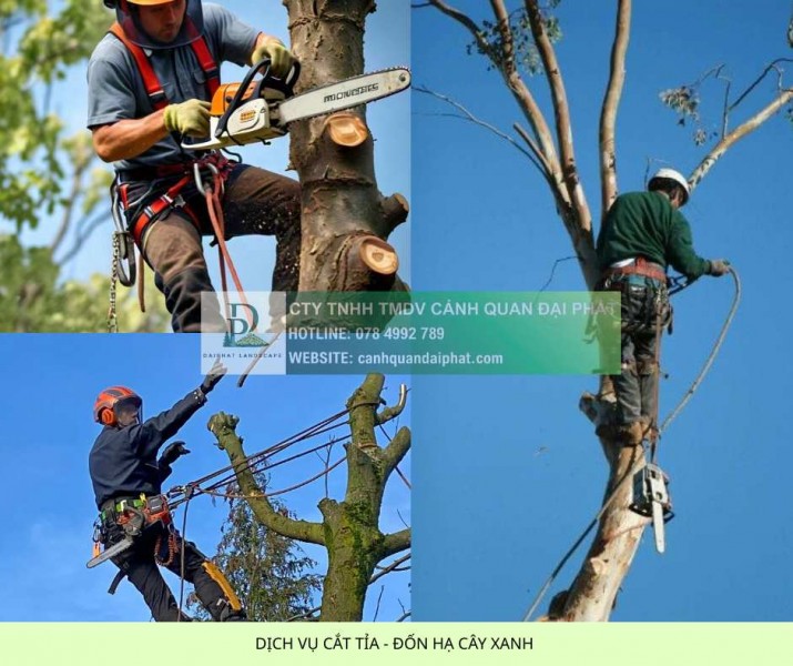 Dịch vụ cắt cỏ cưa cây tại KCN Biên Hòa Đồng Nai