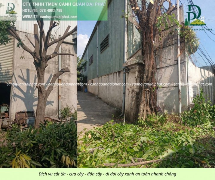 Dịch vụ cắt cỏ cưa cây tại KCN Biên Hòa Đồng Nai