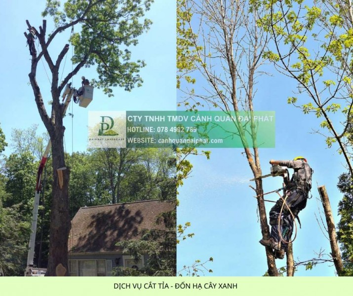 Cưa cây cắt cỏ kcn Phú Mỹ, kcn Mỹ Xuân Bà Rịa Vũng Tàu