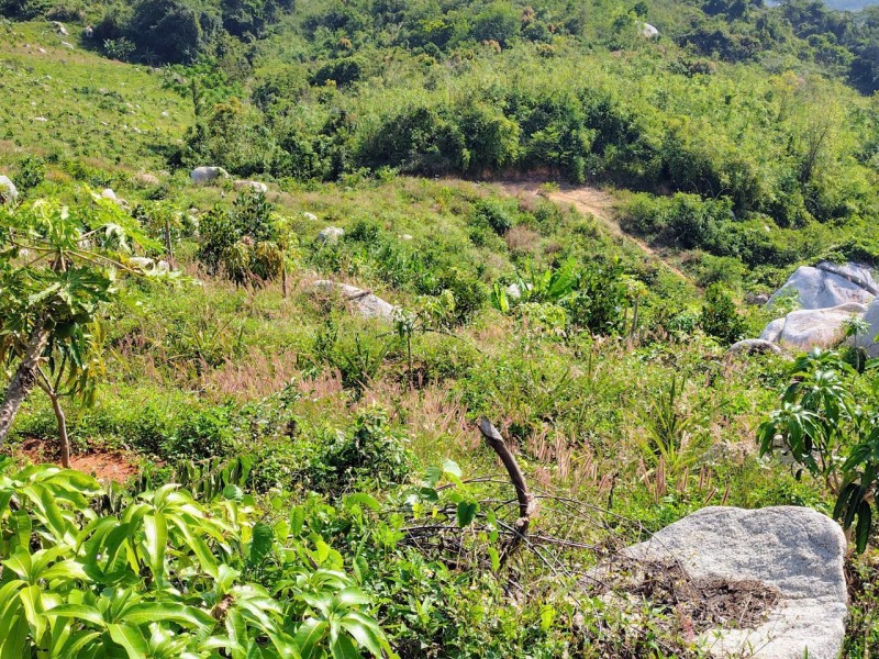 ĐẤT ĐẸP – GIÁ TỐT – CẦN BÁN GẤP LÔ ĐẤT – Thôn Quãng Phú – Xã Cam Hiệp – Huyện Cam Lâm – Khánh Hòa