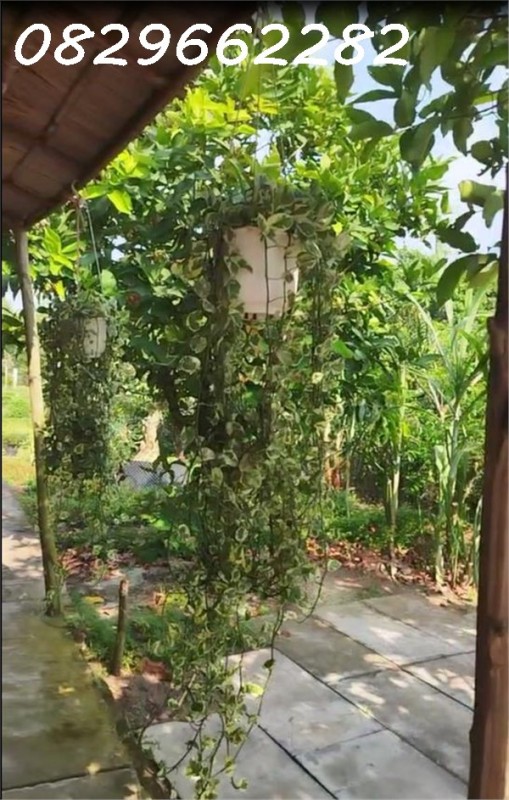 Bán Đất Có Thổ cư đường Nguyễn An Ninh Sa Đéc, 864m2 chỉ 2,5 tỷ