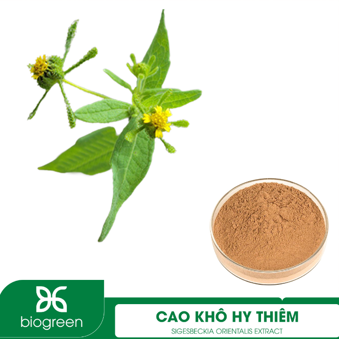 Cung cấp Cao khô Hy thiêm tan tốt, phù hợp với nhiều dạng bào chế