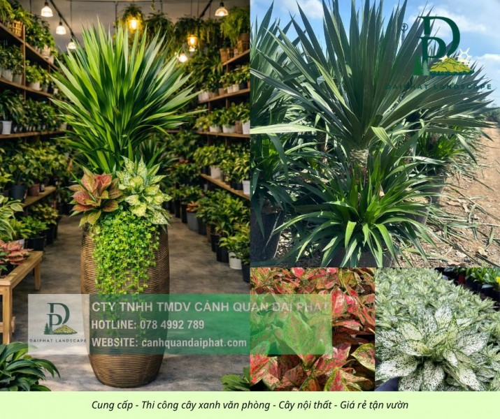 DỊCH VỤ CHĂM SÓC CÂY XANH NỘI THẤT CÔNG TY BIÊN HÒA – ĐỒNG NAI CHUYÊN NGHIỆP