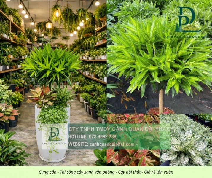 DỊCH VỤ CHĂM SÓC CÂY XANH NỘI THẤT CÔNG TY BIÊN HÒA – ĐỒNG NAI CHUYÊN NGHIỆP