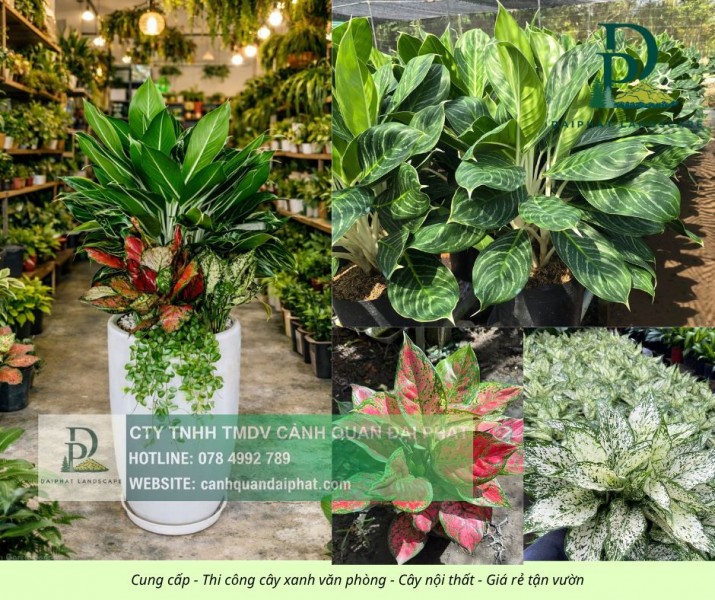 Thiết kế thi công cây xanh văn phòng Long Thành Đồng Nai