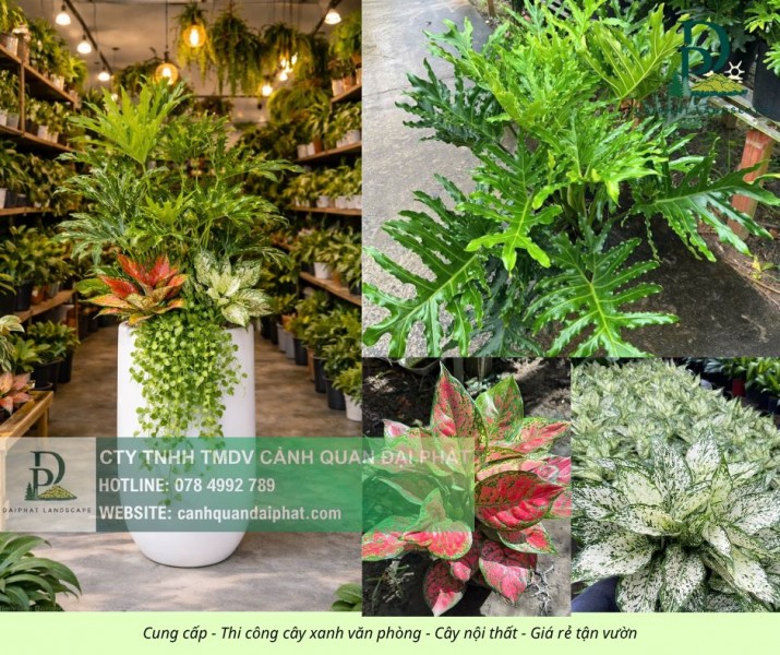 Thiết kế thi công cây xanh văn phòng Long Thành Đồng Nai