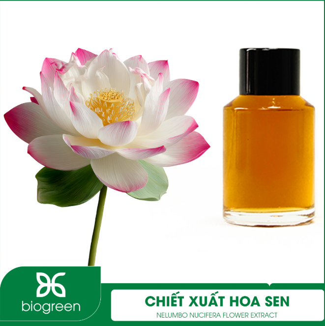 Chiết xuất Hoa sen - Thần dược chống lão hóa, làm mờ nếp nhăn
