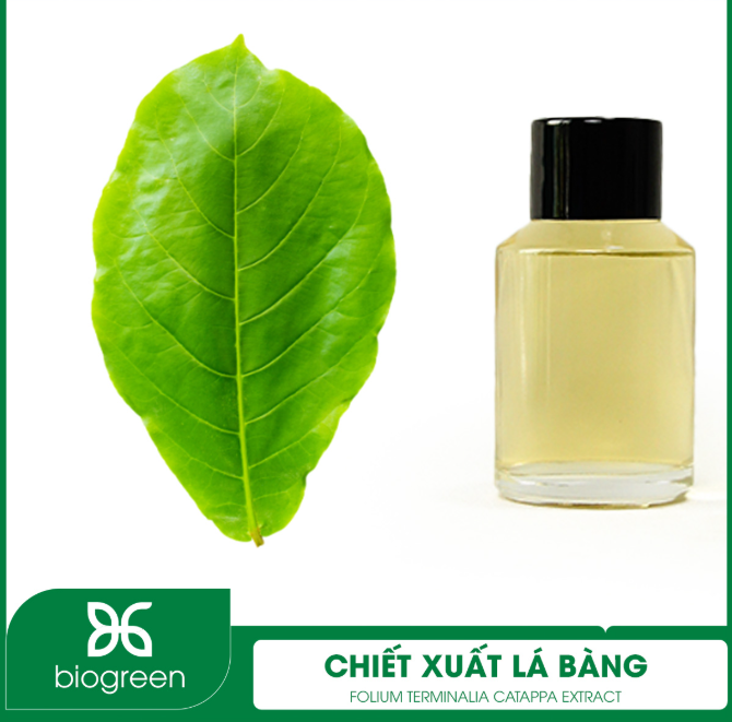 Cung cấp Chiết xuất Lá bàng hỗ trợ bảo vệ, phòng ngừa ung thư da 