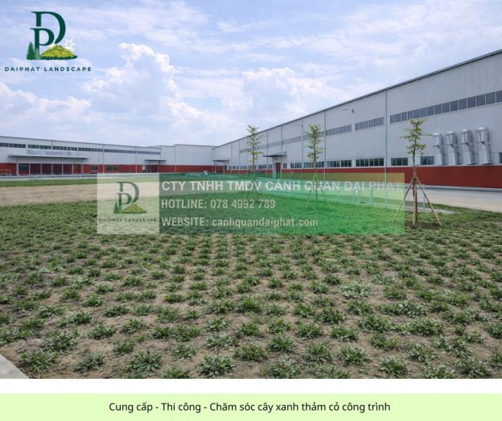 DỊCH VỤ TRỒNG CỎ CHO DOANH NGHIỆP NHÀ XƯỞNG MỚI KCN BÀU CẠN ĐỒNG NAI
