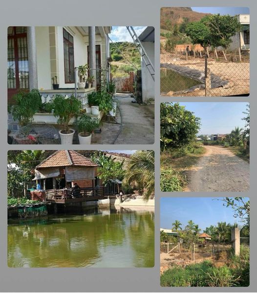 BÁN GẤP NHÀ VƯỜN TÂN VĂN LÂM HÀ LÂM ĐỒNG HAI MẶT TIỀN ĐƯỜNG OTÔ TRÁNH NHAU