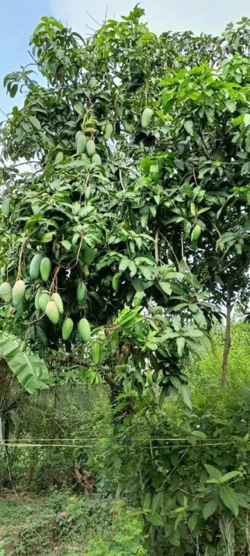 CHÍNH CHỦ CẦN BÁN LÔ ĐẤT CÓ VỊ TRÍ ĐẸP TẠI XẺO MUỒNG - XÃ MỸ LONG – H.CAO LÃNH - ĐỒNG PHÁP