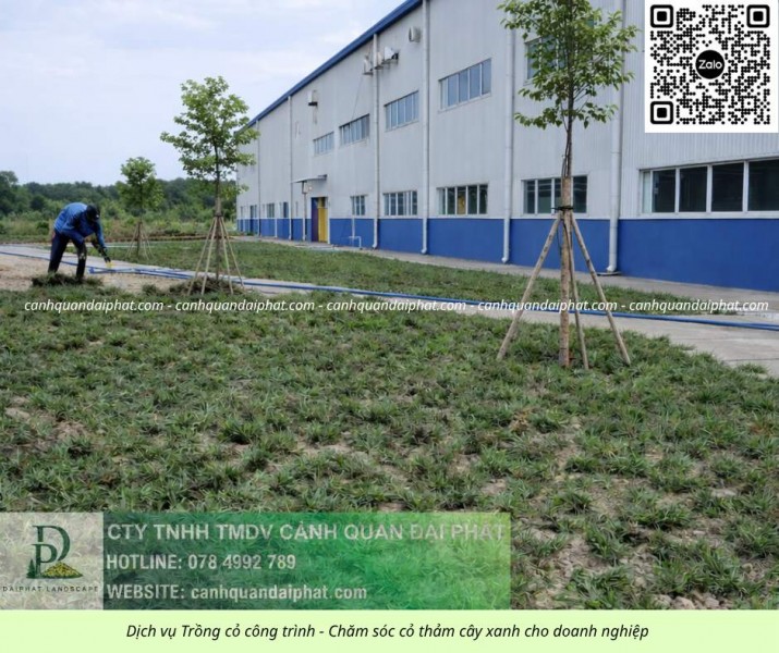 Trồng Cỏ Đồng Nai Giá Rẻ -Thi Công Nhanh, Cỏ Đẹp Bền