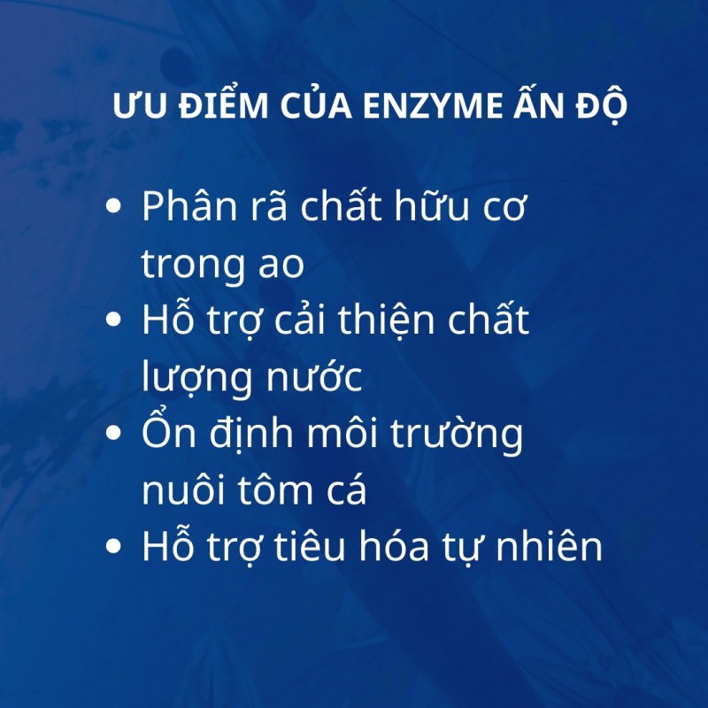PROTOXY AQ PLUS – Enzyme Protease Ấn Độ Hỗ Trợ Tiêu Hóa, Tăng Trưởng Tôm Cá