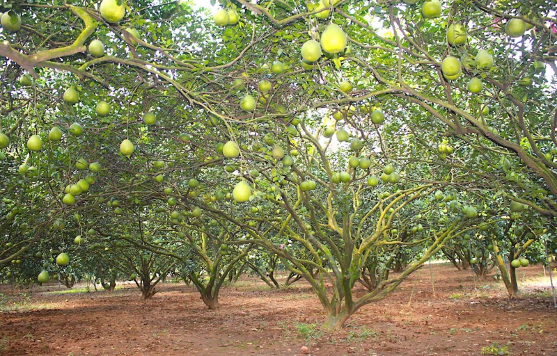 BÁN ĐẤT LÀM NHÀ VƯỜN