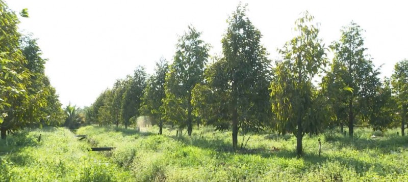 BÁN ĐẤT LÀM NHÀ VƯỜN