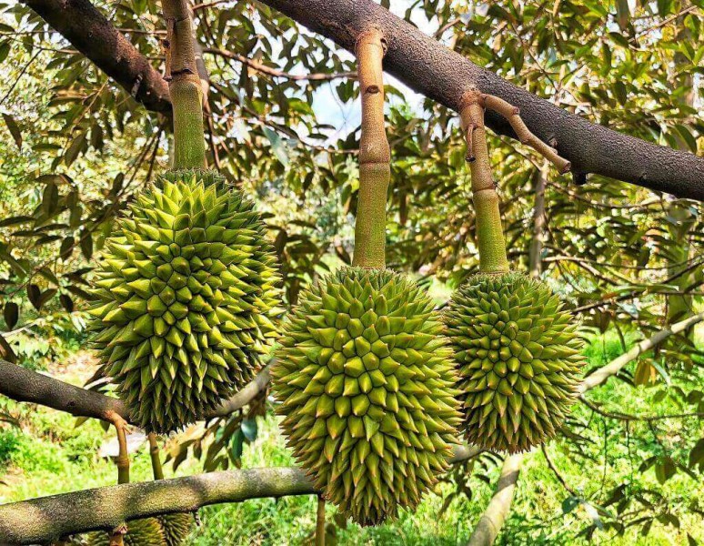 BÁN VƯỜN SẦU RIÊNG ĐẸP – ĐANG CHO TRÁI