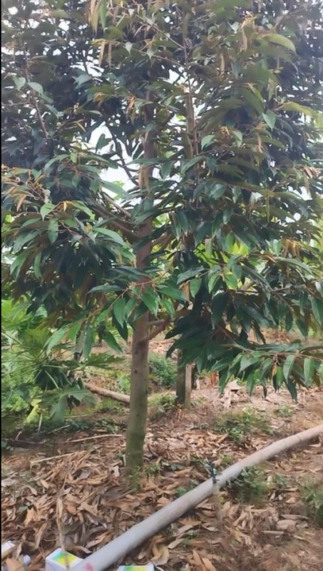 Bán đất 16 công sầu riêng Sổ Hồng tại Tân Dương, Huyện Lộ 1, Đồng Tháp.