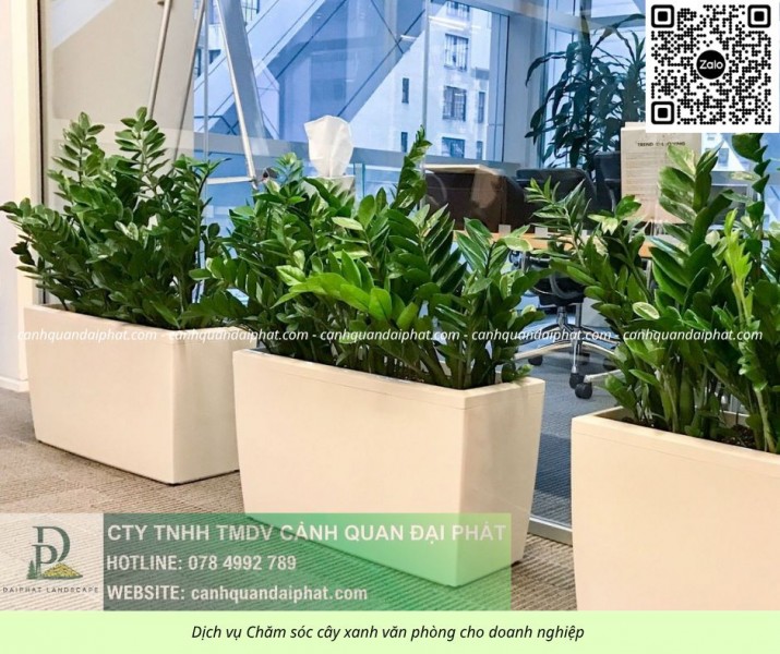Cung cấp & chăm sóc cây xanh văn phòng TP.HCM