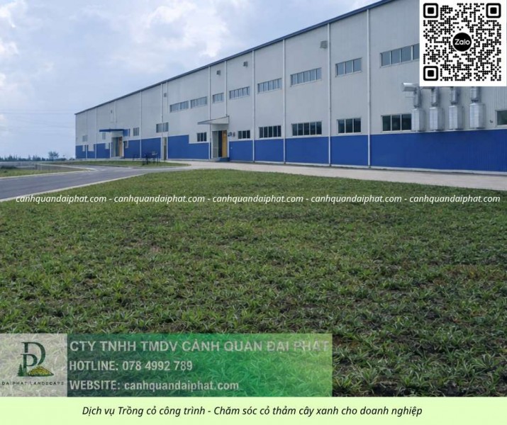THI CÔNG CỎ CÔNG TRÌNH GIÁ RẺ CHO DOANH NGHIỆP TẠI ĐỒNG NAI