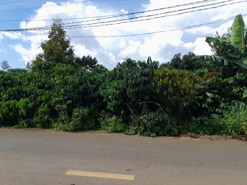 Bán gấp 3771m2 đất thổ cư tại Tân Lạc, Hòa Nam, Di Linh, Lâm Đồng. Sổ hồng riêng, giá chỉ 2.8 tỷ.