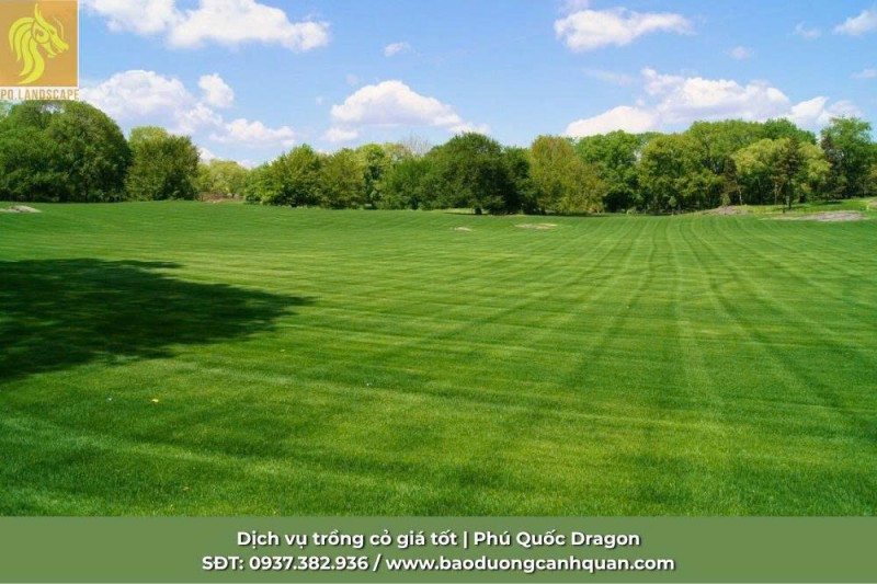 Giải pháp cỏ sân golf chuyên nghiệp - Nâng tầm đẳng cấp sân golf 
