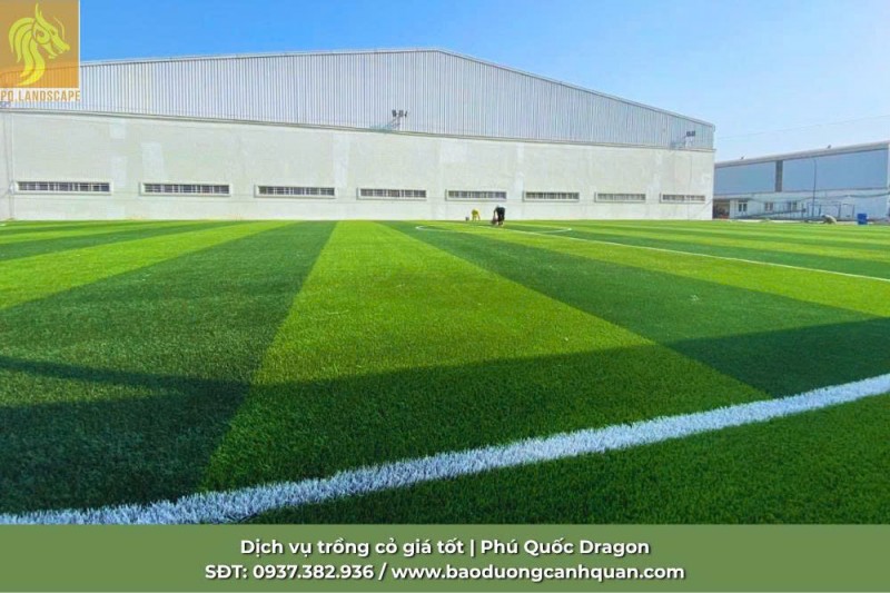 Giải pháp cỏ sân golf chuyên nghiệp - Nâng tầm đẳng cấp sân golf 
