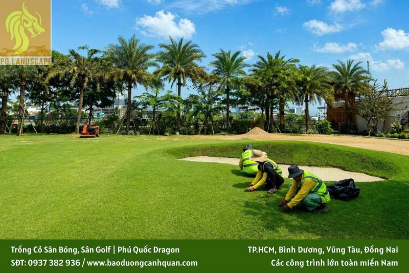 Giải pháp cỏ sân golf chuyên nghiệp - Nâng tầm đẳng cấp sân golf 