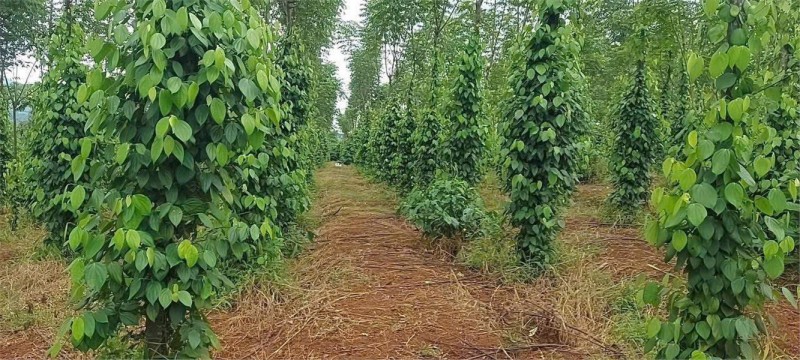 HOT HOT – CẦN BÁN 2,7HA ĐẤT 2 MẶT TIỀN, X. Đak Djăng, H. Mang Yang, T. Gia Lai