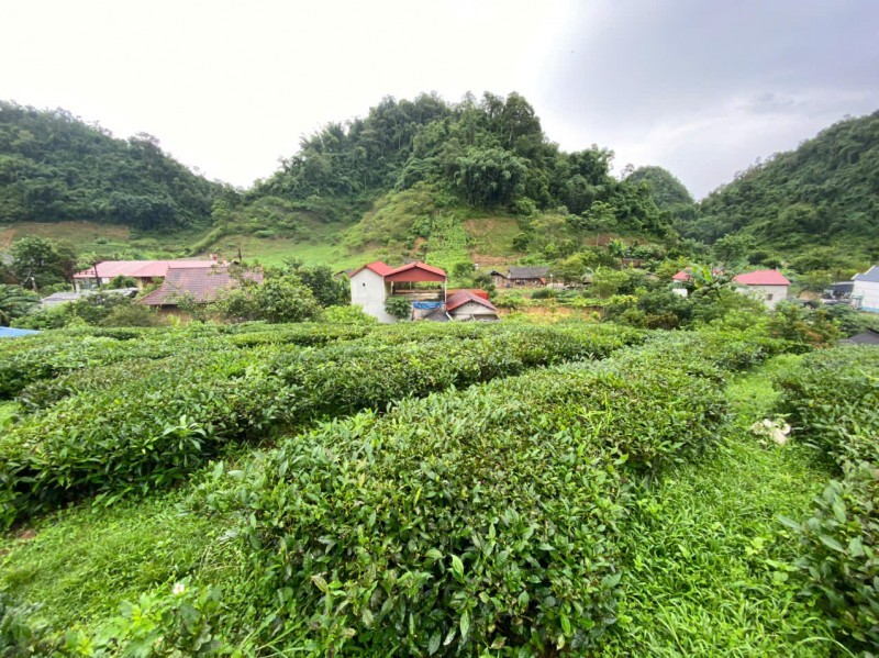 BÁN 5.000M² ĐẤT – 400M² THỔ CƯ PHƯỜNG VÂN SƠN, MỘC CHÂU