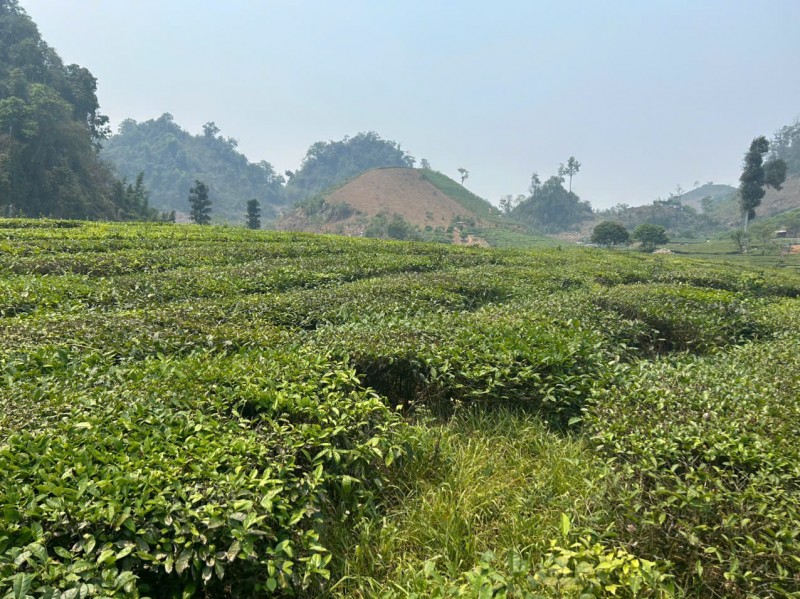 BÁN 5.000M² ĐẤT – 400M² THỔ CƯ PHƯỜNG VÂN SƠN, MỘC CHÂU