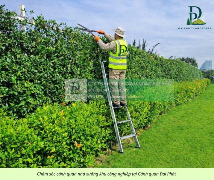 CHĂM SÓC CÂY XANH – THẢM CỎ CÔNG TY, NHÀ XƯỞNG TẠI ĐỒNG NAI