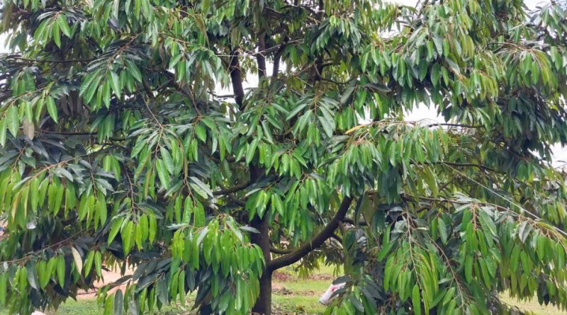 CHÍNH CHỦ BÁN 1,8 HA ĐẤT VƯỜN – CÓ SẴN NHÀ, 2 HỒ TƯỚI, SẦU RIÊNG VÀ CÀ PHÊ