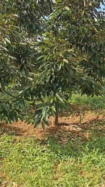 CHÍNH CHỦ BÁN 1,8 HA ĐẤT VƯỜN – CÓ SẴN NHÀ, 2 HỒ TƯỚI, SẦU RIÊNG VÀ CÀ PHÊ
