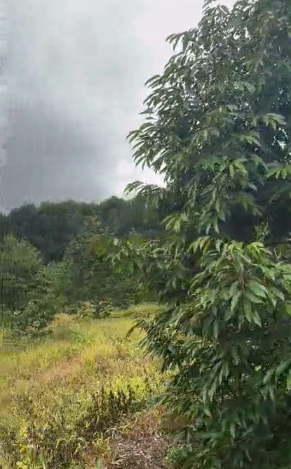 10ha sầu riêng thái năm 4 - Đắk Đoa, Gia Lai - 2.000 cây, đất đỏ bằng phẳng - giá 40 tỷ