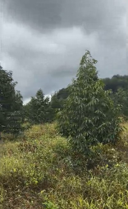 10ha sầu riêng thái năm 4 - Đắk Đoa, Gia Lai - 2.000 cây, đất đỏ bằng phẳng - giá 40 tỷ