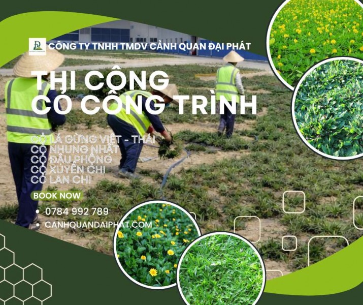 CUNG CẤP CỎ NHUNG NHẬT – CỎ LÁ GỪNG ĐỒNG NAI