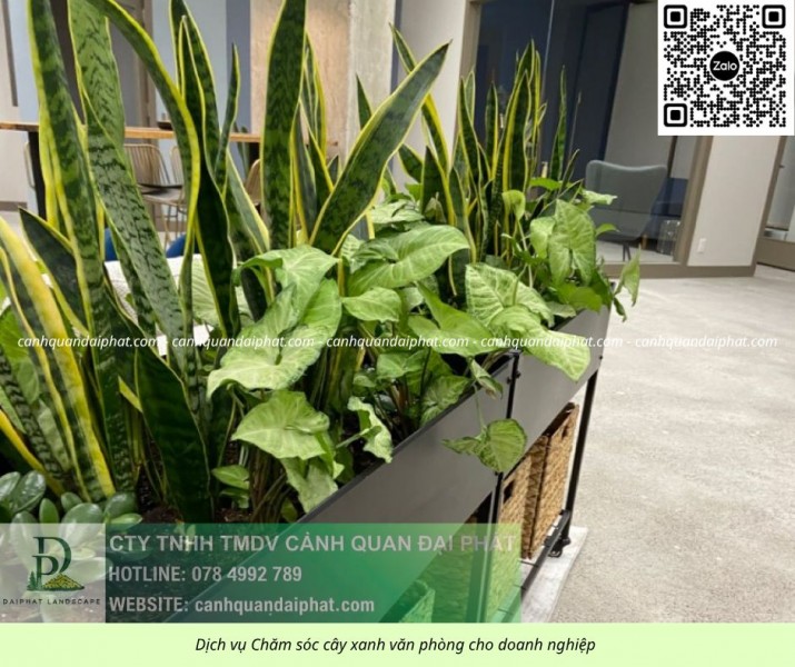 Dịch vụ Chăm sóc cây xanh Văn phòng Đồng Nai