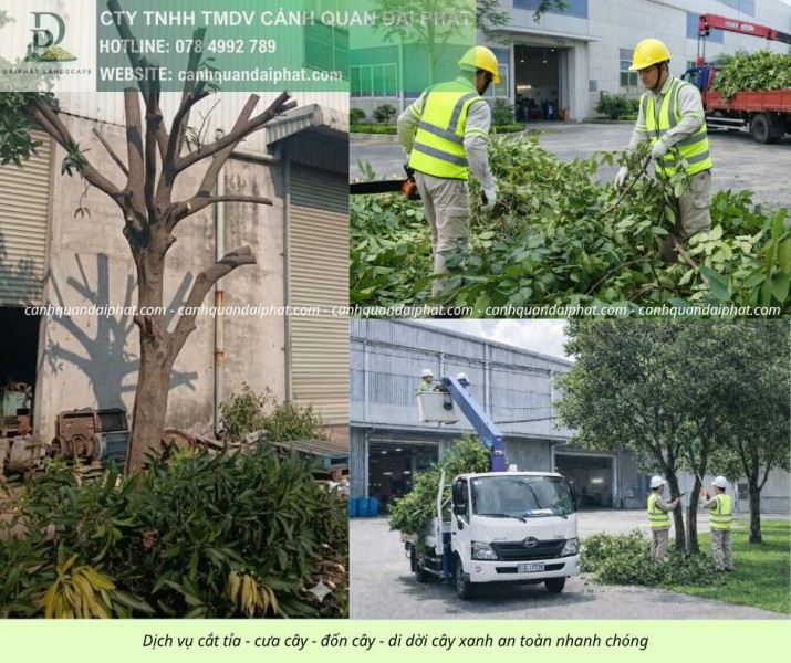 Dịch vụ cắt cỏ, cưa cây Biên Hòa Đồng Nai