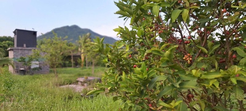 ĐẤT ĐẸP – GIÁ TỐT - CẦN BÁN NHANH LÔ ĐẤT TẠI Đường Hương Lộ 62, Xã Diên Thọ,  Diên Khánh, Khánh Hòa