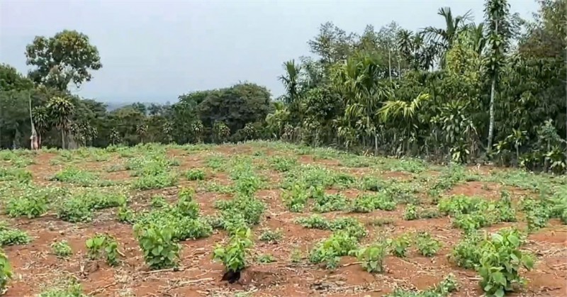 ĐẤT ĐẸP – CHÍNH CHỦ CẦN BÁN LÔ ĐẤT Mặt Tiền Đ. Trung Tâm Quảng Khê, H. Đắk Glong, T. Đắk Nông