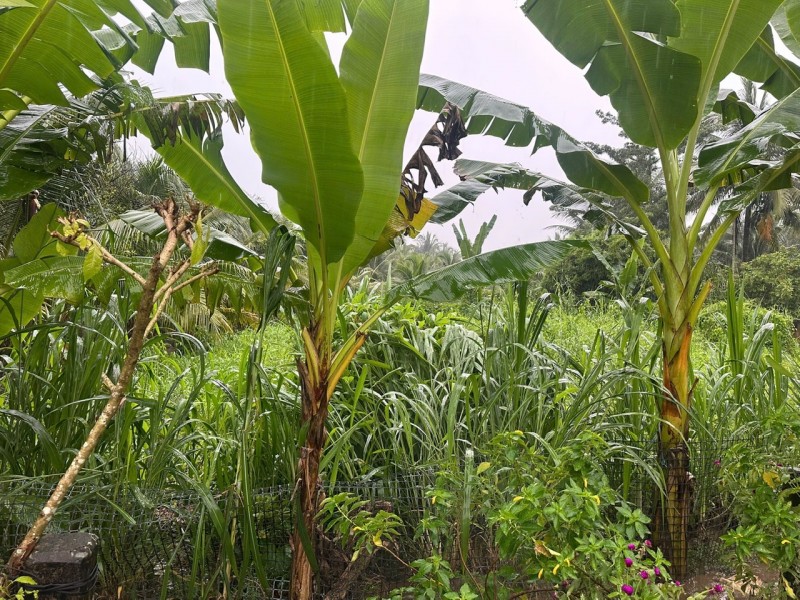 BÁN ĐẤT MẶT TIỀN SÔNG TIỀN – VỊ TRÍ ĐẸP, LÝ TƯỞNG LÀM NHÀ NGHỈ DƯỠNG, HOMESTAY, VILLA VEN SÔNG TẠI