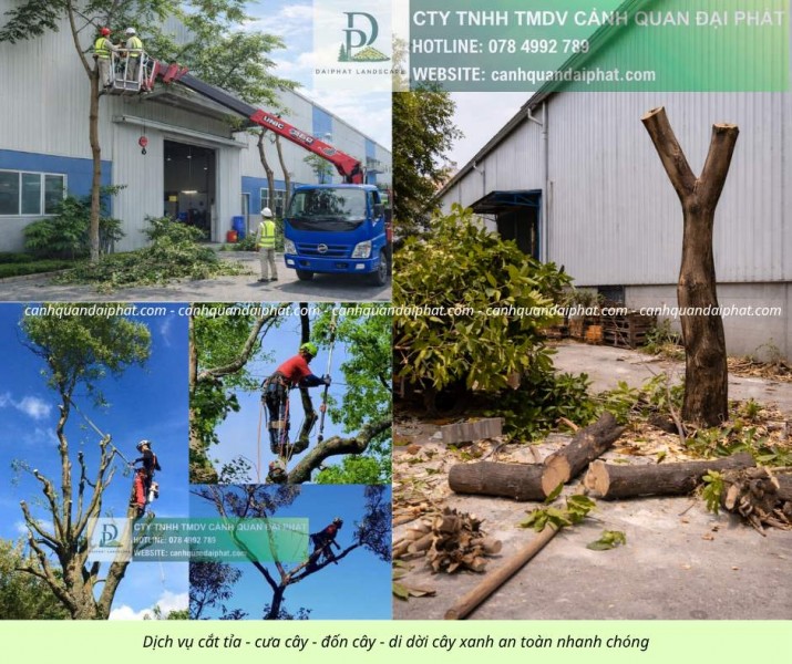 CẮT CỎ – CƯA CÂY KCN AMATA BIÊN HÒA, ĐỒNG NAI