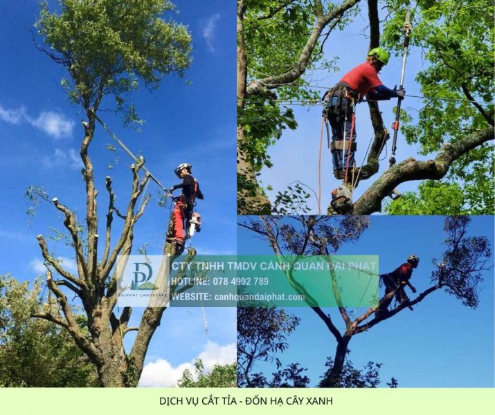 DỊCH VỤ CẮT CỎ – CƯA CÂY ĐỒNG NAI | BÁO GIÁ NHANH CHÓNG