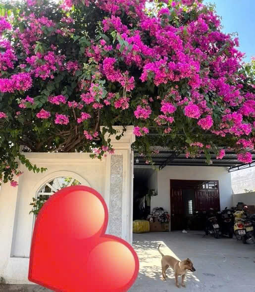 NHÀ ĐẸP – GIÁ TỐT – CẦN BÁN NHÀ NGÃ BA LONG BÌNH, P. Đạo Long, TP. Phan Rang - Tháp Chàm, Ninh Thuận
