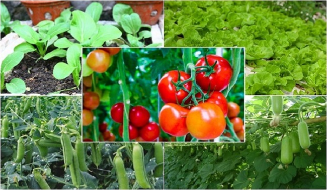 Lịch trồng rau theo các tháng