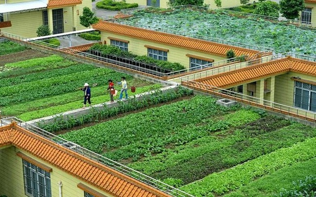 Mô hình Vườn rau sạch tại trưởng Tiểu học số 1 Bảo Ninh