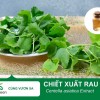 Tác Dụng Làm Đẹp của Chiết Xuất Rau Má